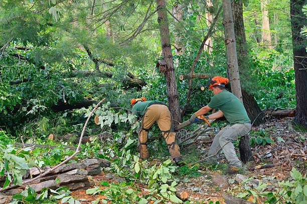 Best Tree Pruning Services  in Gotha, FL